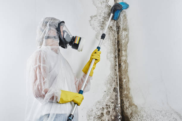 Best Certified Mold Removal  in Balfour, NC