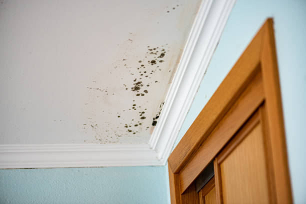 Best Best Mold Removal Companies  in Balfour, NC