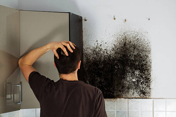 Best Fast Mold Removal  in Balfour, NC