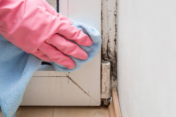 Best Mold Remediation Experts  in Balfour, NC